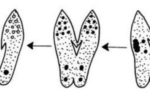Інфузорія туфелька Інфузорія туфелька
